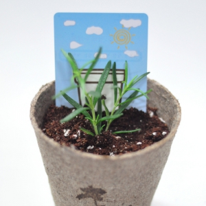 ¸®Æ²°¡µç ¿¡ÄÚÆ÷Æ® + »õ½ÏÄ«µå (8*8*8cm)